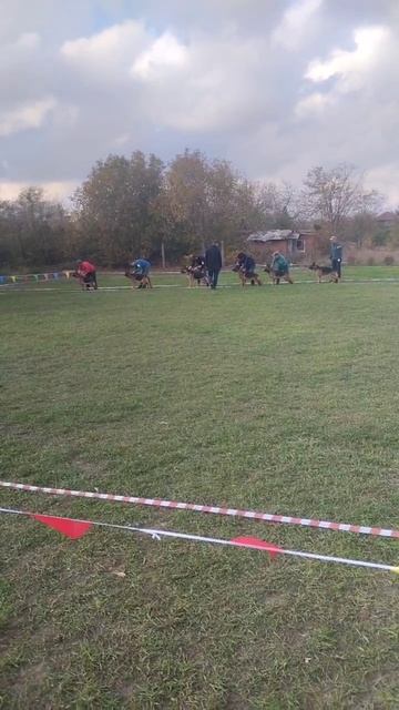 МОЛОДЫЕ СУКИ / КЧК РОСТОВ-НА-ДОНУ 19 октября`25 Е.Пудеев Моно немецких овчарок смотреть онлайн