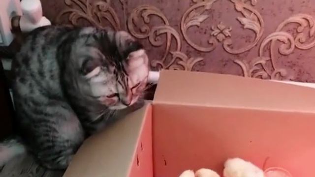 Котонянь. 😆 смотреть онлайн