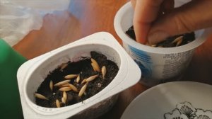 Как посадить овёс для кошек