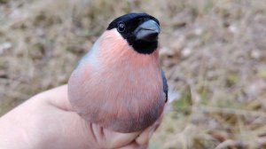 Серые снегири