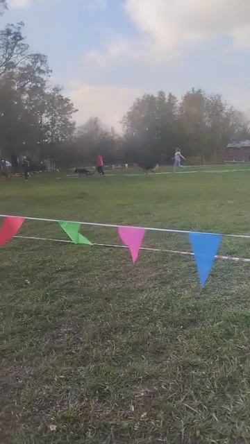 РАБОЧИЙ КОБЕЛИ / КЧК РОСТОВ-НА-ДОНУ 19 октября`25 Е.Пудеев Моно немецких овчарок смотреть онлайн