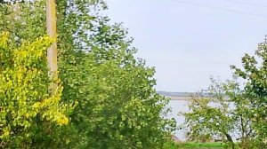 Пейзаж с деревьями  тополями