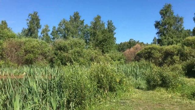 Ваня Цема летом на пруду смотреть онлайн