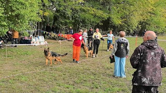 ЮНИОРЫ КОБЕЛИ / КЧК КРАСНОДАР 18 октября`25 Е.Медведева Моно немецких овчарок смотреть онлайн