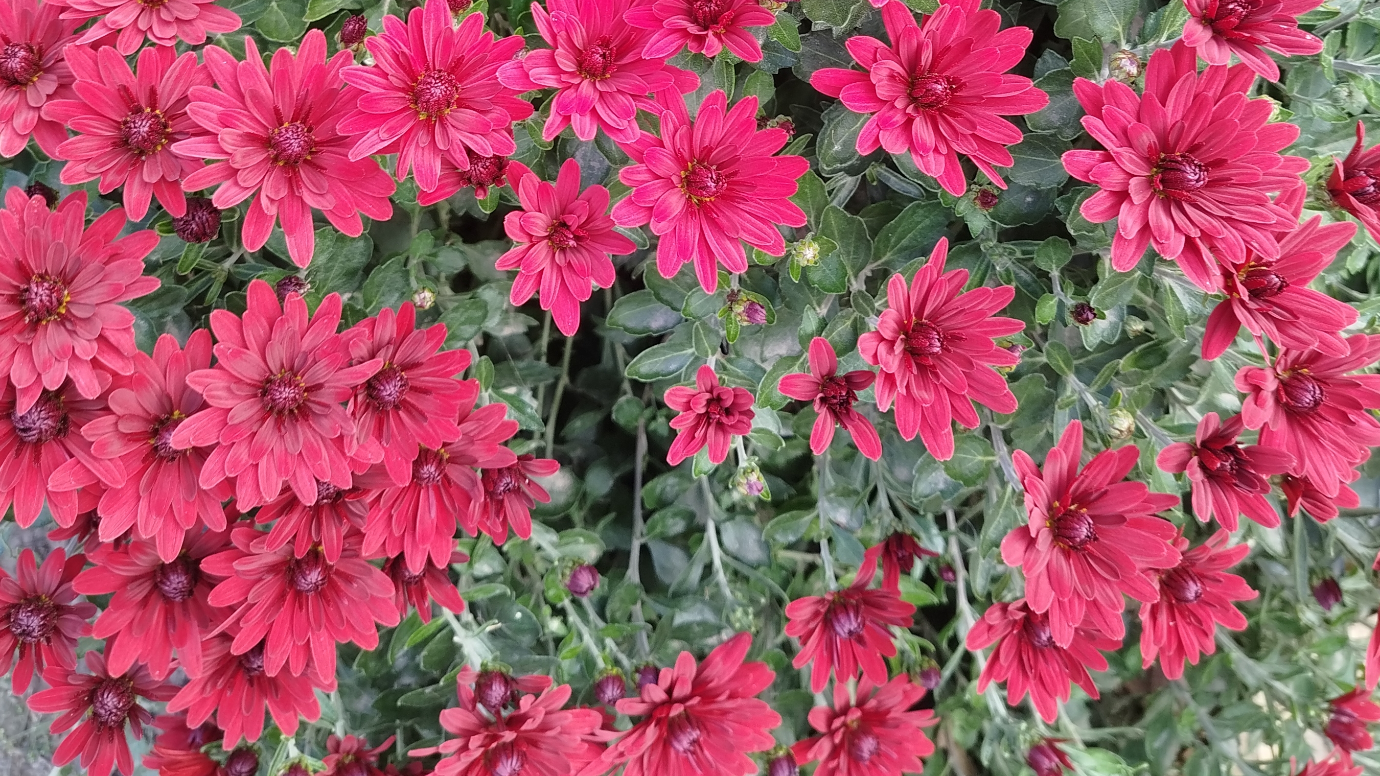 Жизнь в деревне 🏠/Убираю в теплице/Закупочка🛒