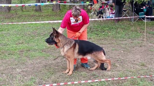 РАБОЧИЙ КОБЕЛИ / КЧК КРАСНОДАР 18 октября`25 Е.Медведева Моно немецких овчарок смотреть онлайн