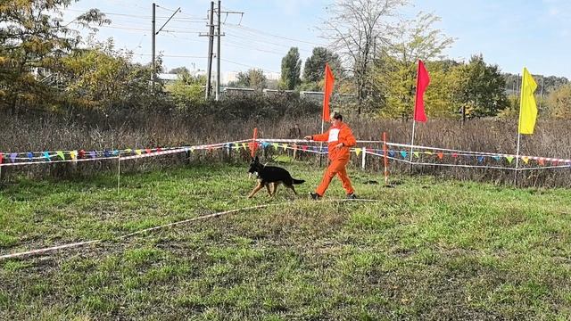 ЩЕНКИ СУКИ / КЧК КРАСНОДАР 18 октября`25 Е.Медведева Моно немецких овчарок смотреть онлайн