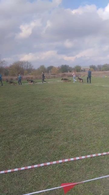 МОЛОДЫЕ СУКИ / КЧК РОСТОВ-НА-ДОНУ 19 октября`25 Е.Пудеев Моно немецких овчарок смотреть онлайн