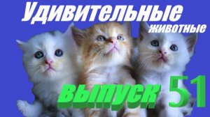 Удивительные животные выпуск 51