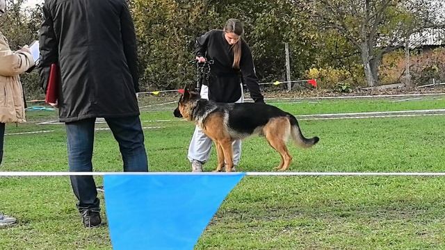 ОТКРЫТЫЙ КОБЕЛИ / КЧК РОСТОВ-НА-ДОНУ 19 октября`25 Е.Пудеев Моно немецких овчарок смотреть онлайн