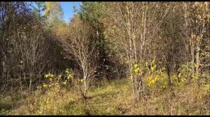 Русская гончая Умка вл. Поспелов Ю.В.