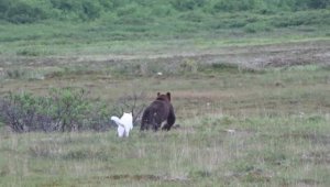 - Миша, береги свои "помидоры"!