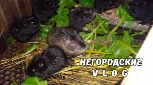 НУТРИЯМ - клубни свёклы, НУТРЯТАМ - только листья. 22.10.25