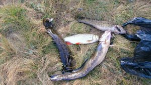 Рыбалка  на живца на малой реке. Хищник клюёт! Тычки на налима 2025. Октябрь. #4