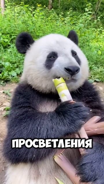 Эта панда жуёт бамбук лучше, чем вы работаете #shorts смотреть онлайн