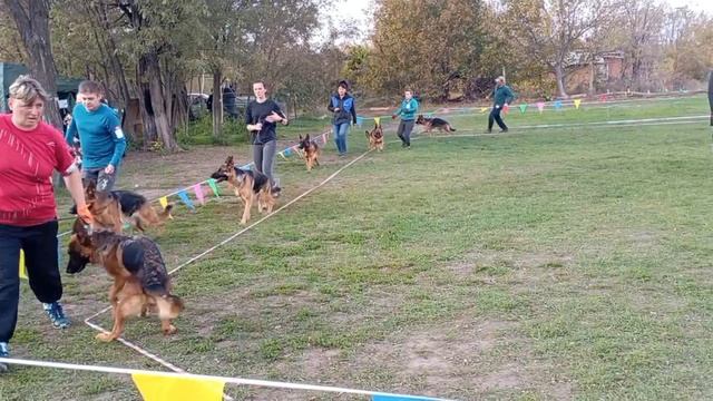 МОЛОДЫЕ СУКИ / КЧК РОСТОВ-НА-ДОНУ 19 октября`25 Е.Пудеев Моно немецких овчарок смотреть онлайн