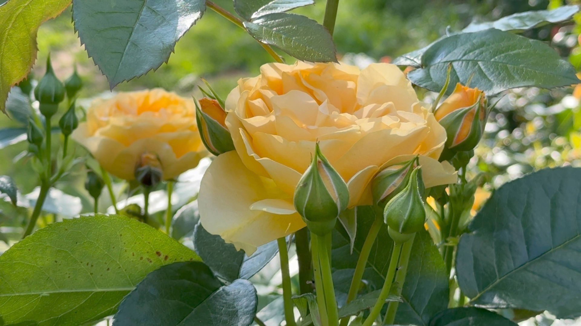 Июль в Саду 5 июля 2025 часть 2 смотреть онлайн