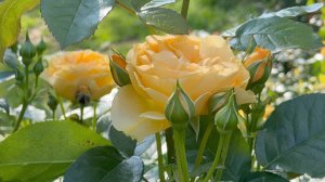 Июль в Саду 5 июля 2025 часть 2