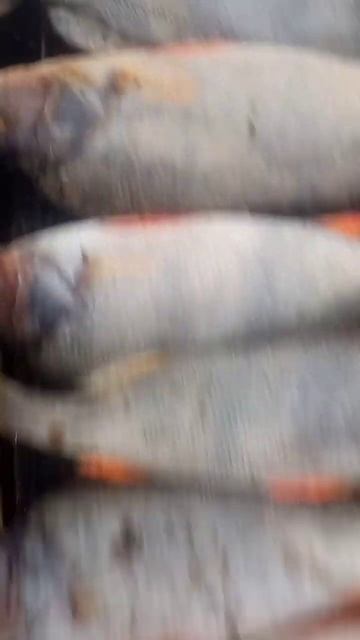 Окунь горячего копчения. Как подготовить рыбу к копчению смотреть онлайн