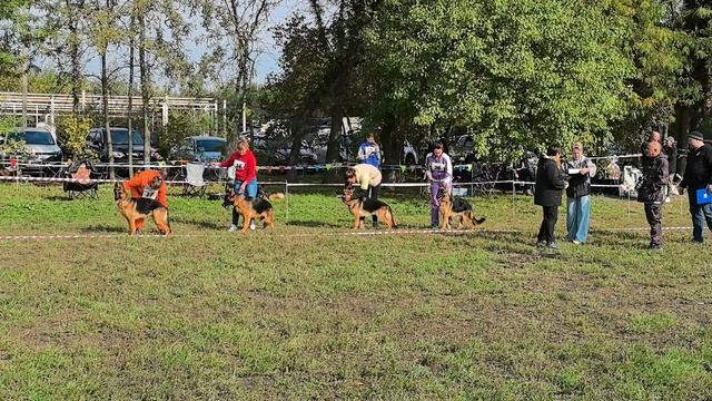 ПОДРОСТКИ СУКИ / КЧК КРАСНОДАР 18 октября`25 Е.Медведева Моно немецких овчарок смотреть онлайн
