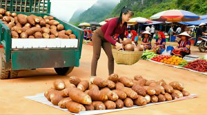 Собираю много большого таро. На грузовике везу на местный рынок. Жизнь во Вьетнаме