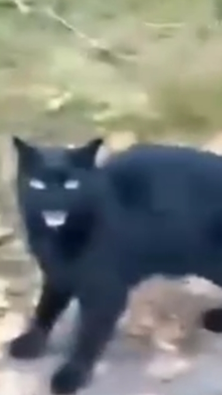 Осторожно,злой кот. смотреть онлайн