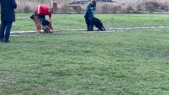 РАБОЧИЙ СУКИ / КЧК РОСТОВ-НА-ДОНУ 19 октября`25 Е.Пудеев Моно немецких овчарок смотреть онлайн