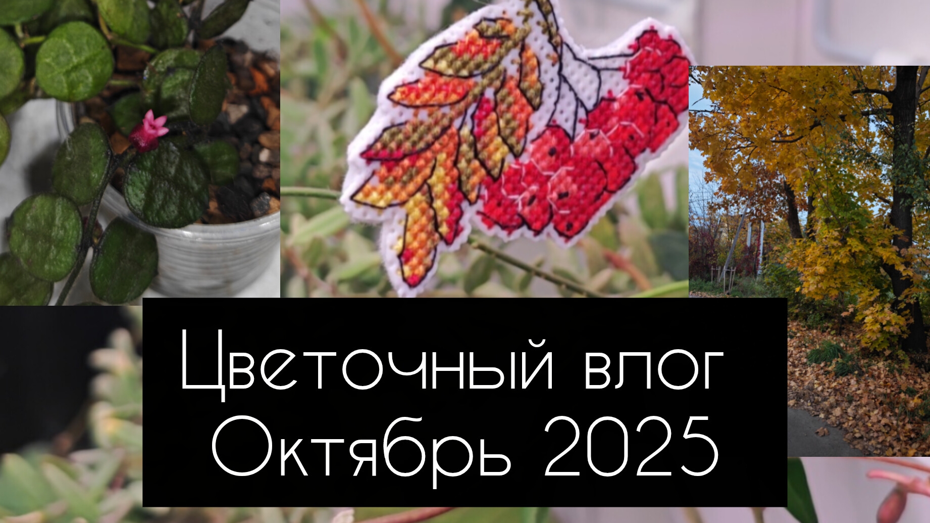 цветочный влог. октябрь 2025 смотреть онлайн
