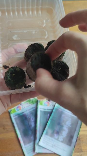 Секрет идеальной всхожести! Лаванда в торфяных таблетках — мой честный эксперимент. смотреть онлайн