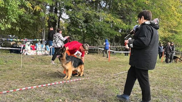 ЮНИОРЫ КОБЕЛИ ДШ / КЧК КРАСНОДАР 18 октября`25 Е.Медведева Моно немецких овчарок смотреть онлайн