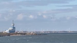 🦆 Осенний полёт птиц на берегу моря — зрелище, которое вдохновляет!💫