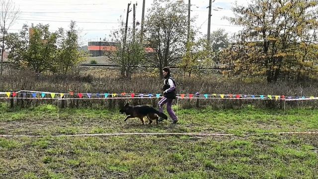 ЮНИОРЫ СУКИ ДШ / КЧК КРАСНОДАР 18 октября`25 Е.Медведева Моно немецких овчарок смотреть онлайн