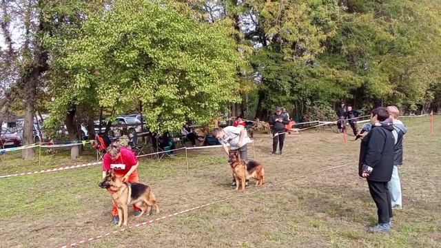 РАБОЧИЙ СУКИ / КЧК КРАСНОДАР 18 октября`25 Е.Медведева Моно немецких овчарок смотреть онлайн