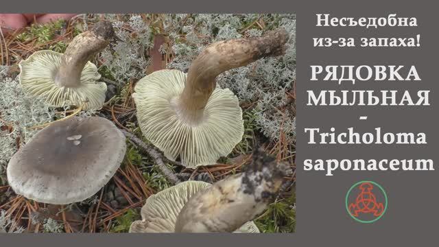Несъедобна из-за запаха! Рядовка мыльная - Tricholoma saponaceum. смотреть онлайн