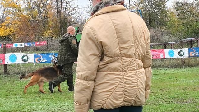 5 Отл. Великая Держава ЭЛВИС -++ №14. РОСТОВ-НА-ДОНУ 19 октября`25 Моно немецких овчарок смотреть онлайн