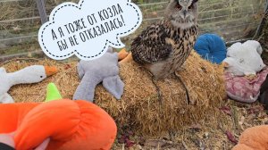 Моменты с распаковки пикапа и подарочков с кошкой Морошкой и Псом Кубиком. Урожай домашней брусники