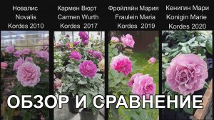 Сравниваем 4 сорта роз Кордес сиреневых оттенков