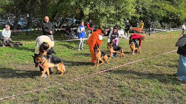 ПОДРОСТКИ СУКИ / КЧК КРАСНОДАР 18 октября`25 Е.Медведева Моно немецких овчарок смотреть онлайн