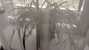 О моих цветах