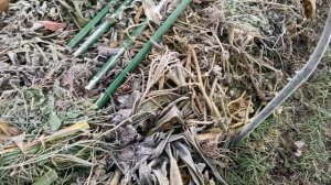 Картон на грядку.