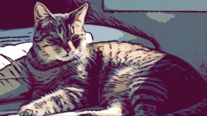 Смешные Животные: Необычный кот