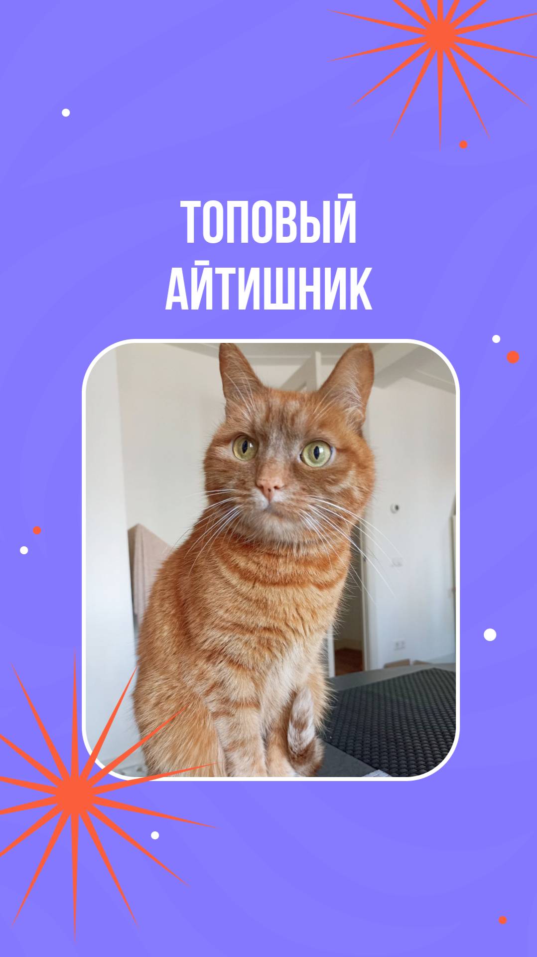 Топовый айтишник смотреть онлайн