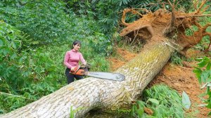 Мощная бензопила распиливает большие брёвна на продажу. Использую ветки в качестве дров.