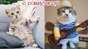 Приколы с котами С ОЗВУЧКОЙ; СМЕШНЫЕ КОТЫ; Самые смешные животные; УГАР;