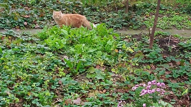 Домашние кошки смотреть онлайн