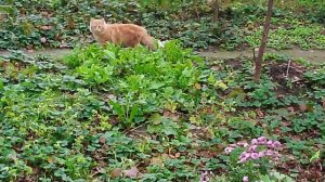 Домашние кошки