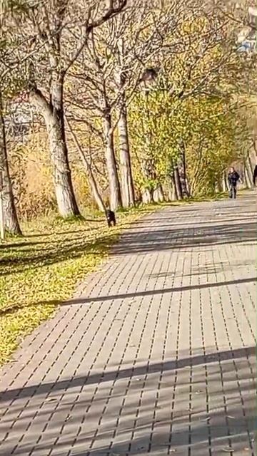Вороны-дразнилки😂🔥🔥🔥