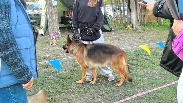 РАБОЧИЙ КОБЕЛИ / КЧК РОСТОВ-НА-ДОНУ 19 октября`25 Е.Пудеев Моно немецких овчарок смотреть онлайн