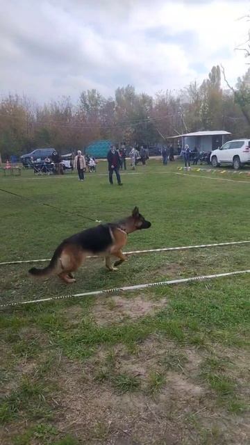 ЮНИОРЫ СУКИ / КЧК РОСТОВ-НА-ДОНУ 19 октября`25 Е.Пудеев Моно немецких овчарок смотреть онлайн