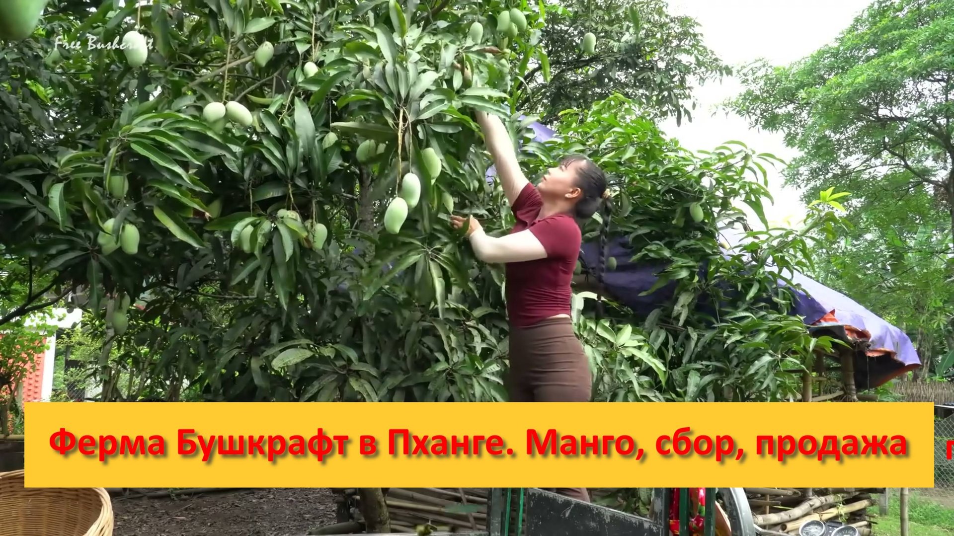 Ферма Бушкрафт в Пханге. Вьетнам. Манго, сбор, продажа смотреть онлайн